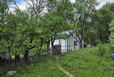 Casă cu Teren 2500 Mp în Poiana Pletari - 1