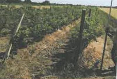 Teren de 1200 mp, în Pietroasele - 8