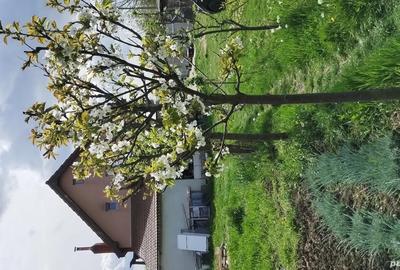 Vand casa P+M in Timisoara - 2