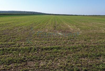 Gaminvest Teren intravilan de vanzare, 66400 mp, langa Oradea, Bihor ,V4117 - 16