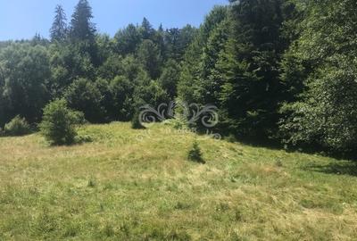 Vand teren si padure conifere in Albestii de Muscel. - 2