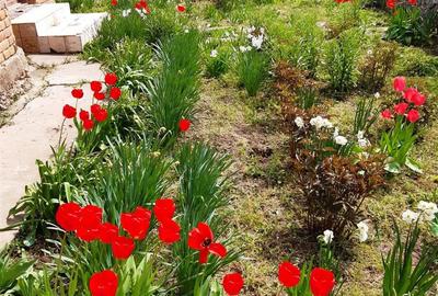 Casă cu 4 camere cu Teren 3120 Mp în Bogata - 6