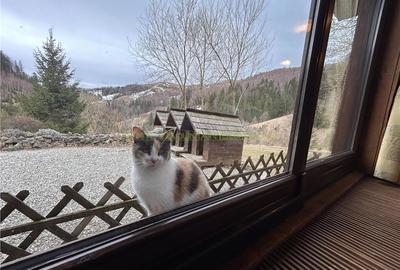 Raritate| Teren de vis de 6 ha de vanzare in Pestera Brasov - 4