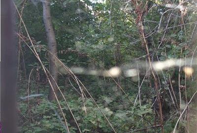 Teren Dobroiesti strada Meterezului - 3