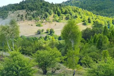 25.000 mp TEREN IDEAL AFACERE TURISM – AMENAJARE LAC DE PESCUIT, CIUCEA - CLUJ - 9
