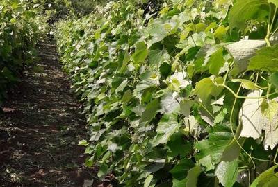 Spațiu comercial, în Negulești - 3