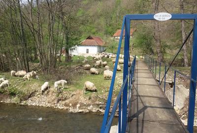 Casă cu 4 camere cu Teren 26000 Mp în Hălmagiu - 2