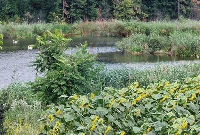 DE VANZARE Teren lac, 4500mp Moara Vlasiei - 1