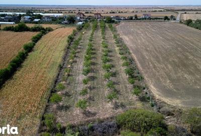 Teren de 9654 mp, în Dobra - 3