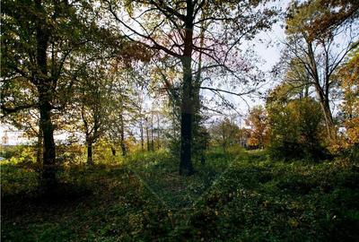 Domeniu Baronial de vanzare in localitatea CIL , Judet Arad - 11