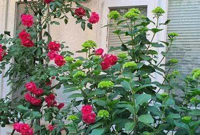 Casă cu 1 camere cu Teren 220 Mp în Central - 5