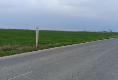 Teren agricol extravilan de 50000 mp, în Șag - 11