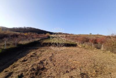 Teren Construcții intravilan de 2700 mp, în Viișoara - 1