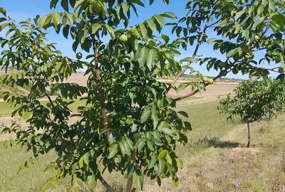 Teren de 33400 mp, în Central - 5