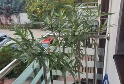 Casă cu 3 camere cu Teren 100 Mp în Bragadiru - 10