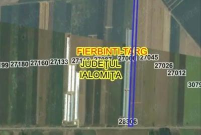 Teren agricol intravilan de 10000 mp, în Fierbinți-Târg - 2
