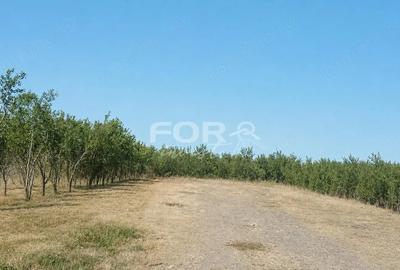 Casă cu 3 camere cu Teren 1133 Mp în Tulca