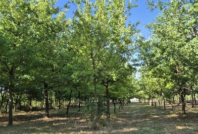 Teren Construcții intravilan de 2176 mp, în Dorobanți - 2