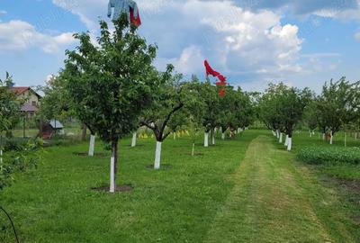 Casă cu 5 camere cu Teren 3750 Mp în Giarmata - 2