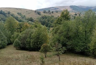 Teren intravilan de 9000 mp, în Secăria