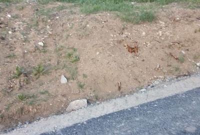 Teren de 3000 mp, în Sic - 4