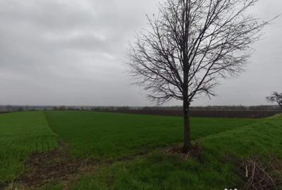 Teren de 6000 mp, în Horodnic - 2