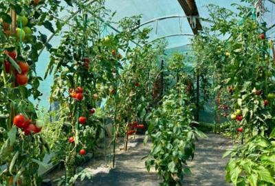 Satu Nou de Jos, casa noua, finisata - 9