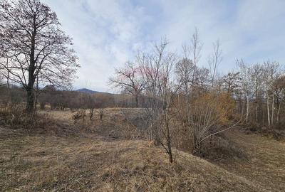 Teren Plaiu_Provita de Sus- intravilan 5373 mp_deschidere... - 3