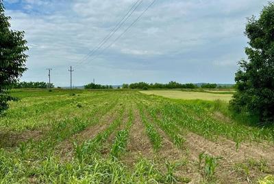 Teren de 3700 mp, în Gavojdia - 6
