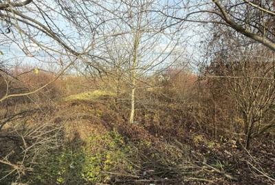 ???? Blitz va propune spre vanzare Teren 6.500 mp, Cal - 1