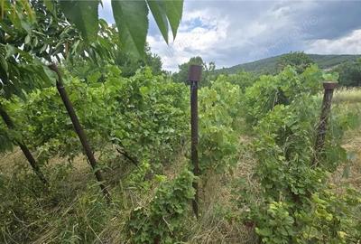 Casă cu Teren 3146 Mp în Crainimăt - 11