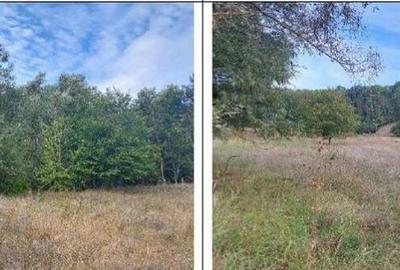 Teren Filipeni, Padure, ID: R2388724 - 4