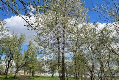 Teren de 4872 mp, în Antoceni - 3