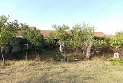 Casă cu Teren 1129 Mp în Berliște - 13