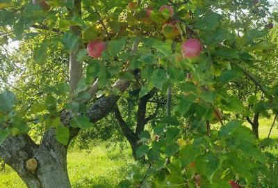 Teren de vanzare extravilan Ocolis - 5