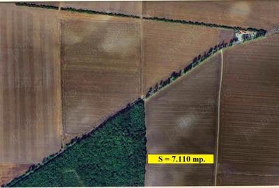 Gradistea, Tarla 164, teren 7.110 mp. lipit de Padure - 2