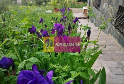 Vila de vanzare in Poiana Campina - 3