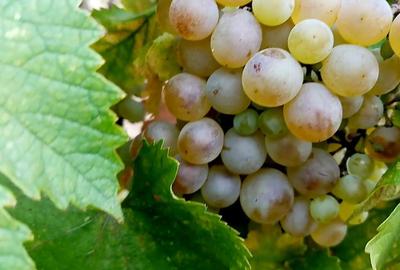 Teren de 2700 mp, în Fântânele - 4