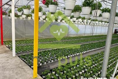 ? Teren intravilan in Jupani (Timis), 10,19 Euro/mp.? - 10