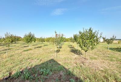 Casa cu 5 camere de vanzare loc. Frumuseni, jud. Arad - 17