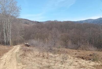 Teren de 10000 mp, în Luncșoara - 2