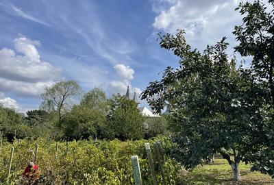 Malu, sat Butoiu Ialomita - 3