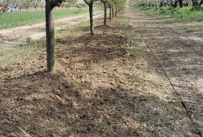 Teren de 5000 mp, în Movilița - 2