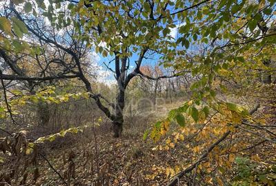 Teren intravilan - Str. Ciresilor, Cisnadioara - 3