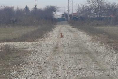 Spațiu comercial, în Vidra - 6