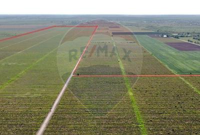 Oportunitate vie 54 ha la DN E85 - 9