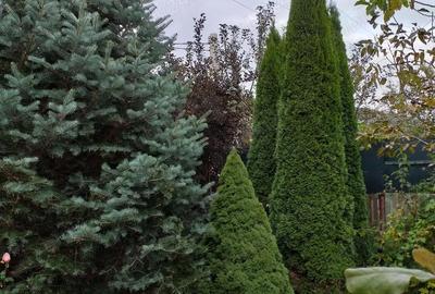 Casă cu 4 camere cu Teren 670 Mp în Moieciu - 3