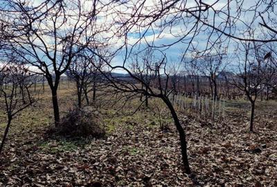 Vand casa batraneasca + teren intravilan - 3