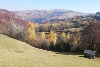 Teren de 10479 mp, în Răchițele - 1