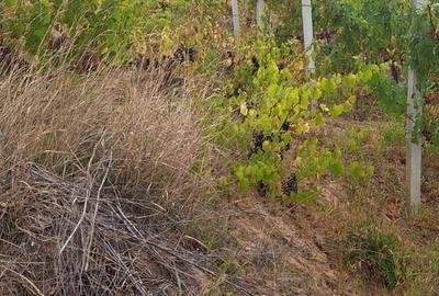 Galati, 1 ha vita de vie si casa 3 cam, pretabil amenajare turism viticol - 11